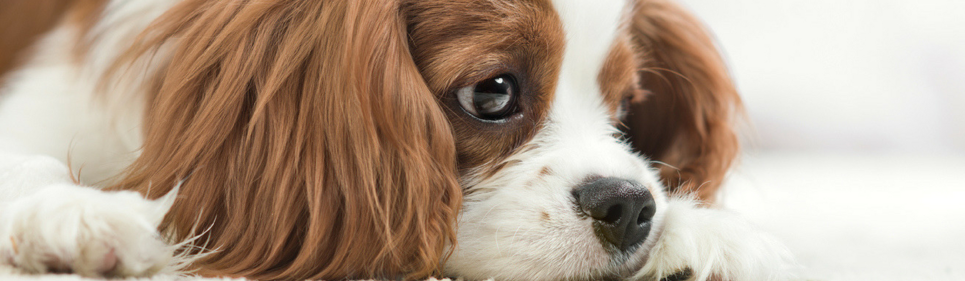 ¿Por qué llora tu perro? (Istock)