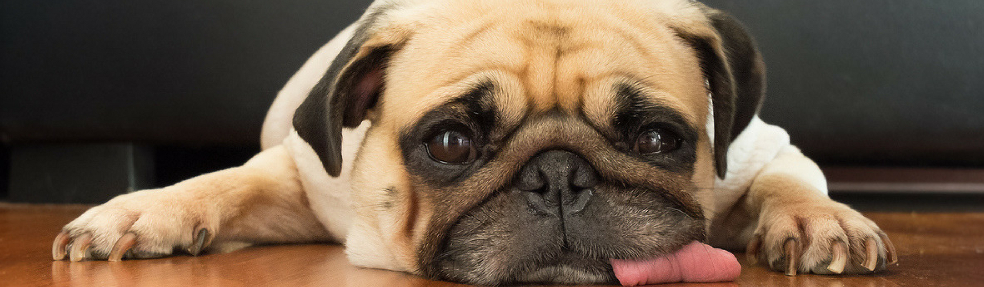 Cómo detectar y tratar la anemia de tu perro (Istock)