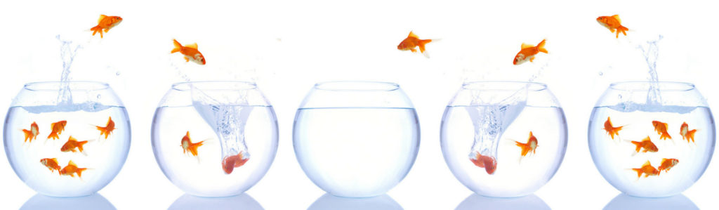 Los nombres de peces más originales del momento (Istock)