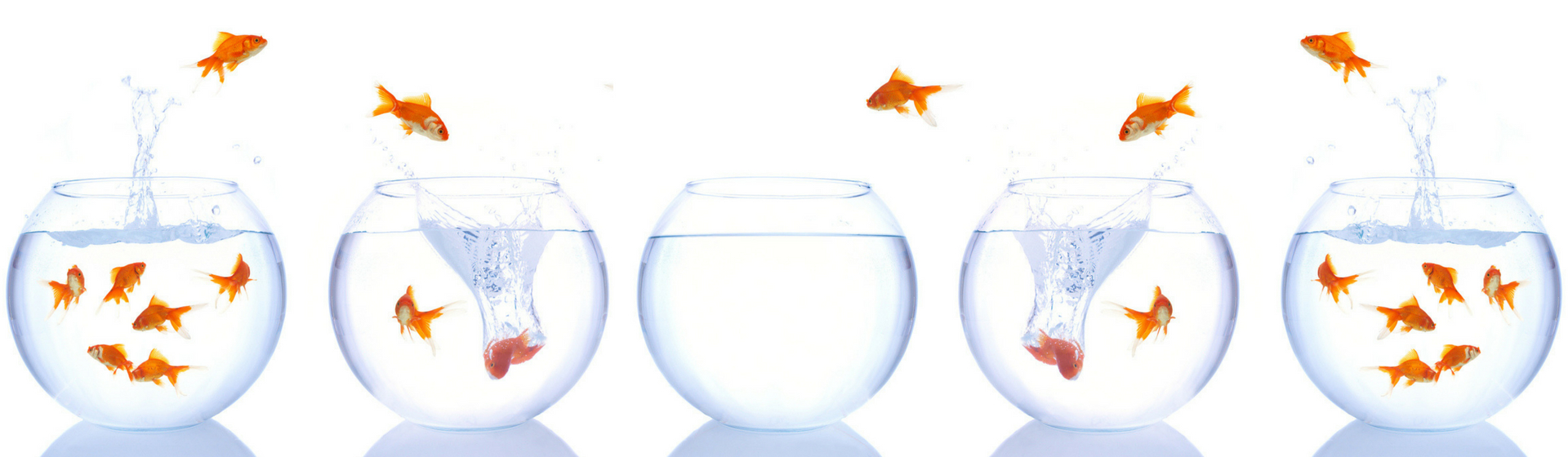 Los nombres de peces más originales del momento (Istock)