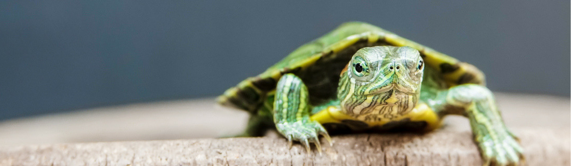 Cómo saber si mi tortuga es macho o hembra (Istock)