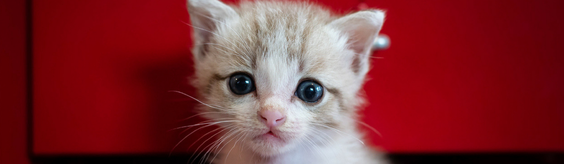 5 trucos para calmar la ansiedad de tu gato (Istock)