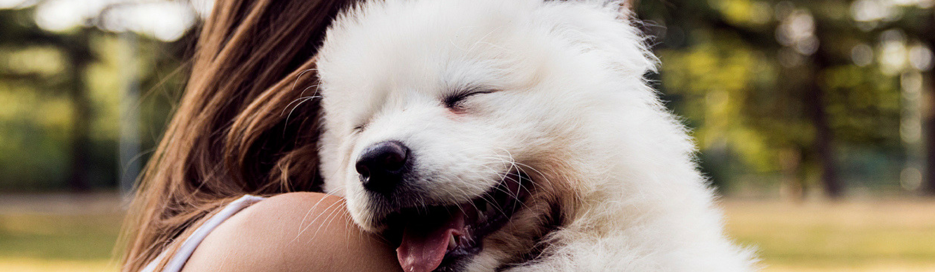 5 formas de ayudar temporalmente a mascotas necesitadas (Istock)