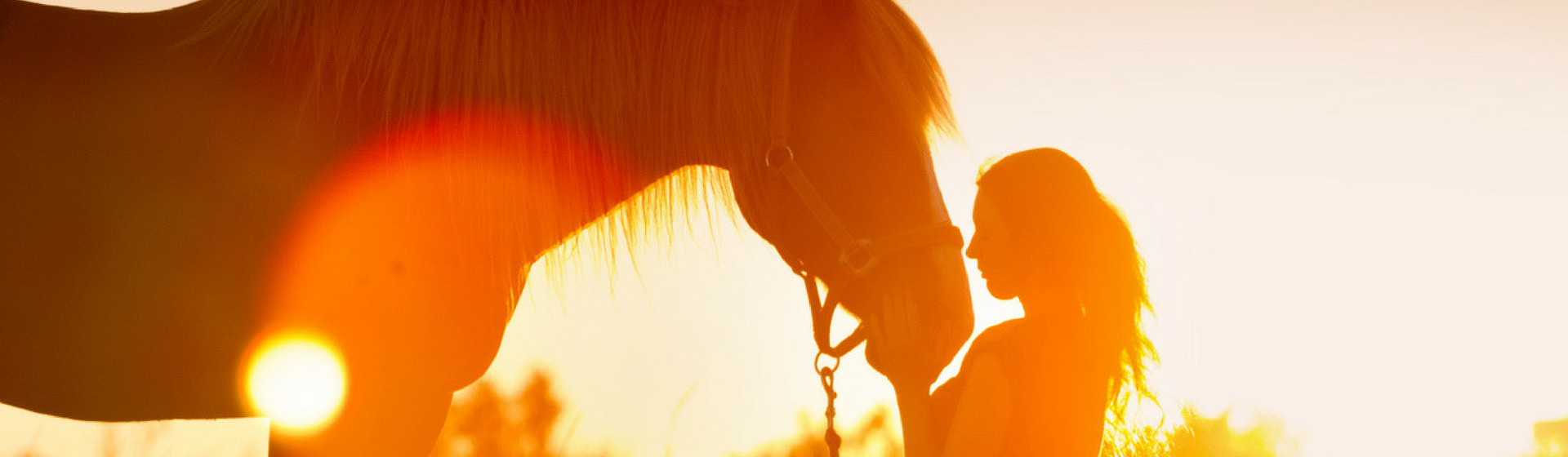 5 consejos para que tu caballo no pase calor en verano (Istock)
