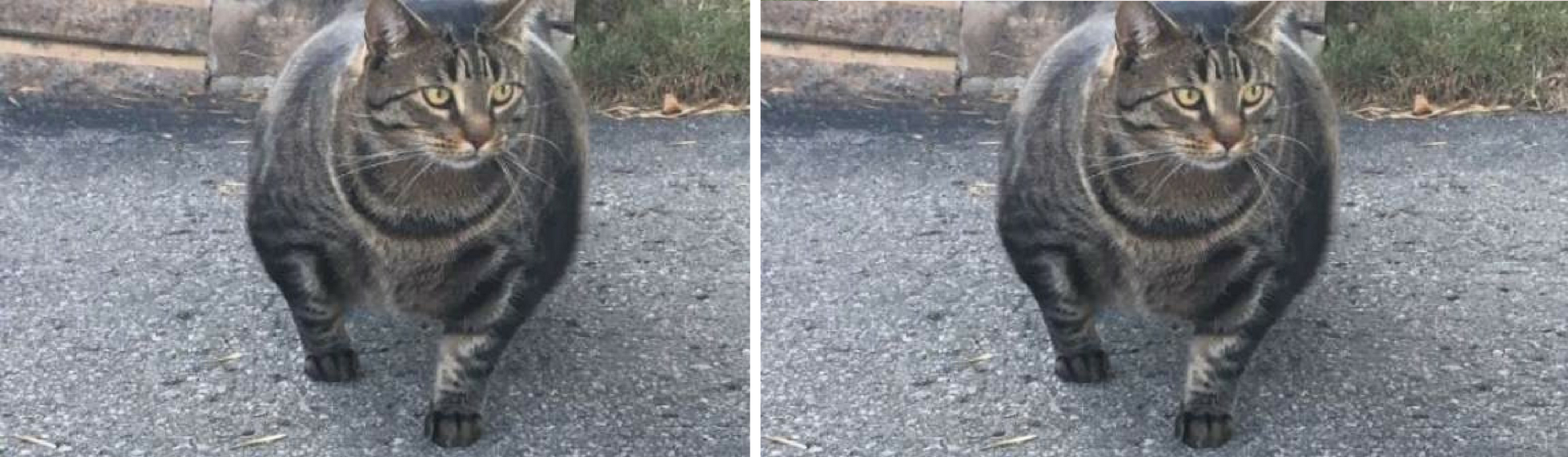 Conoce la historia de Catzenegger, el gato más fuerte del mundo (Twitter)