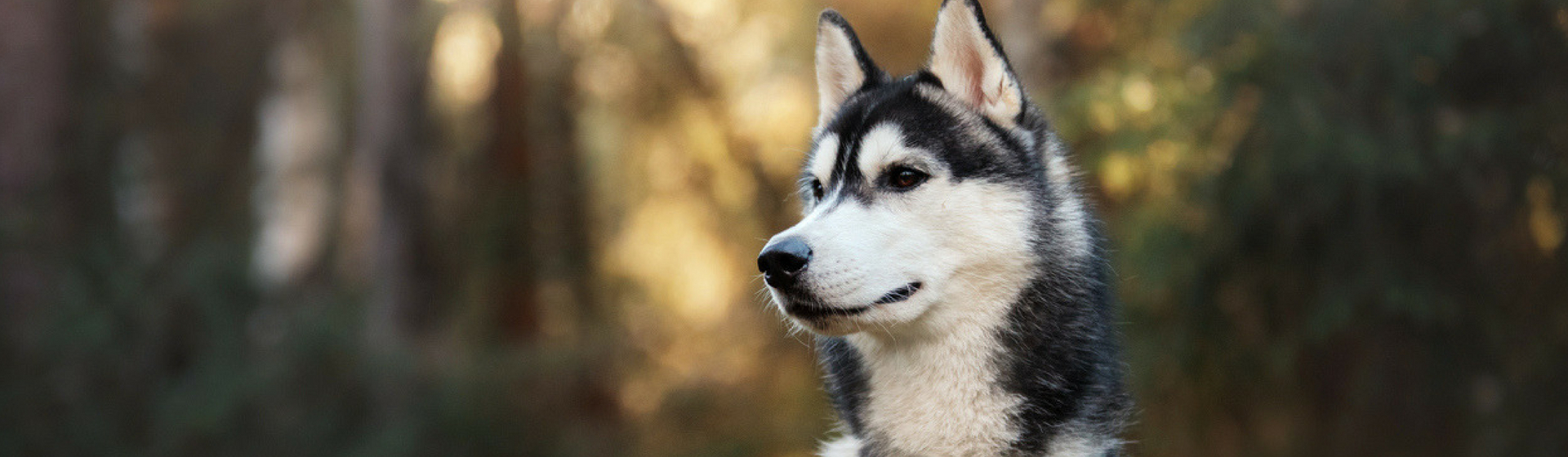 14 curiosidades de los Husky que te sorprenderán (Istock)