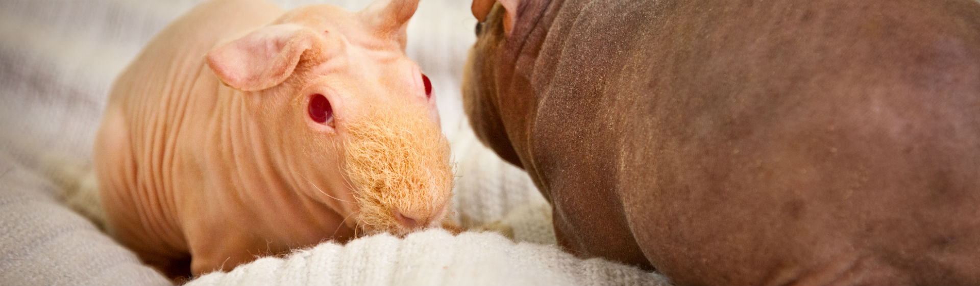 Las coballas, una de las mascotas más demandadas (Foto: iStock)