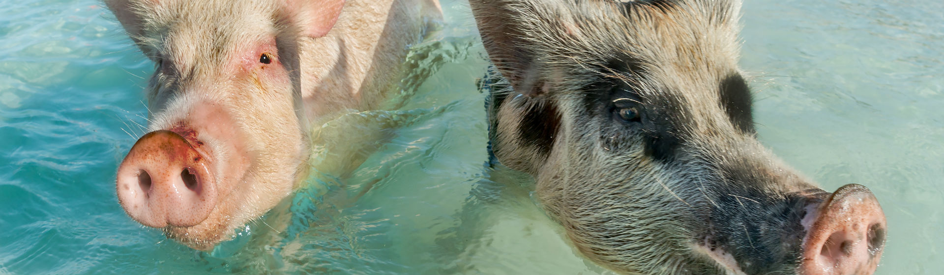 La playa de los cerdos, una nueva atracción turística (Foto: iStock)