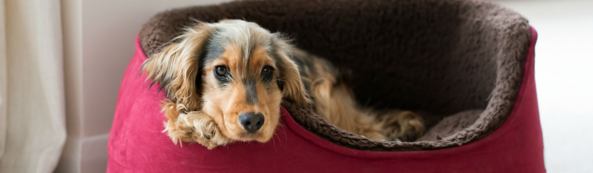 Cuida la salud bucal de tu perro (Foto: iStock)