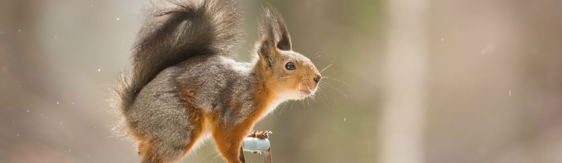 Las ardillas requieren una serie de cuidados básicos (Foto: iStock)