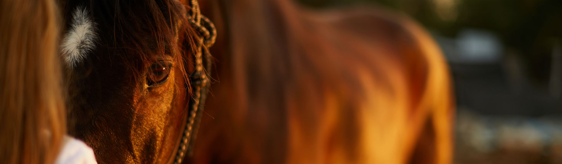 El mantenimiento de un caballo requiere muchos gastos (Foto: iStock)