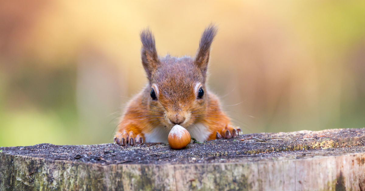 La alimentación de la ardilla, a examen (Foto: iStock)