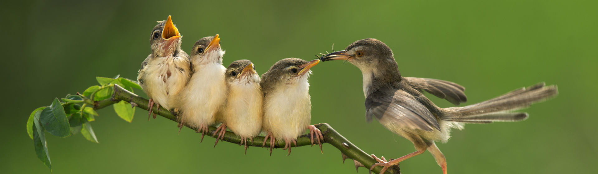 El pájaro y sus crías comiendo (Foto: iStock)