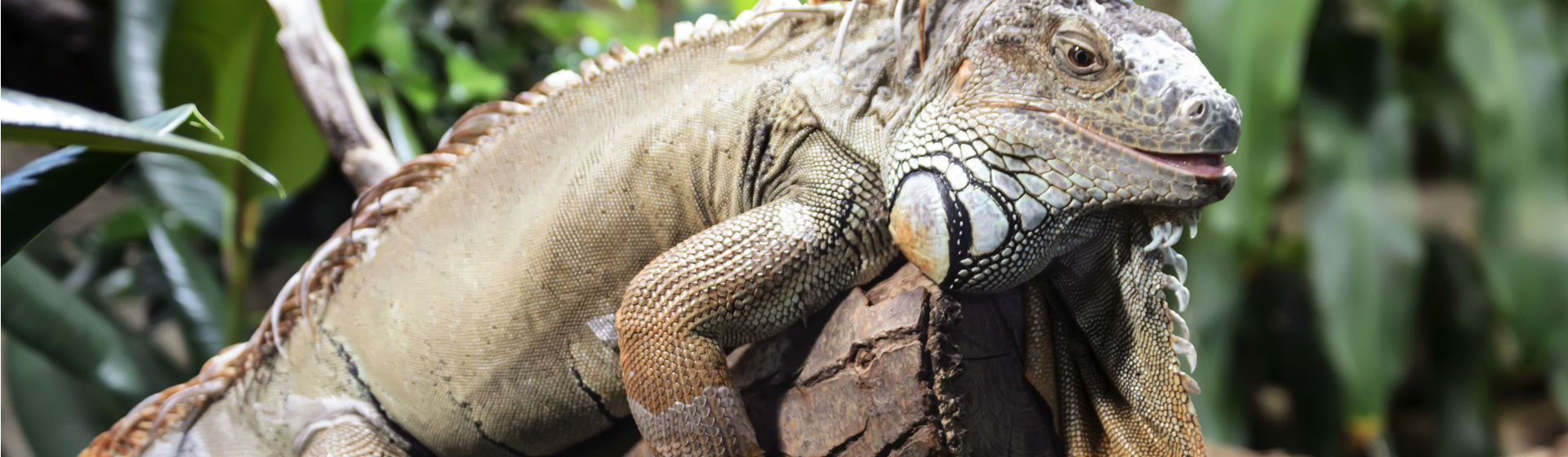 Si tienes una iguana necesitas tener en cuenta varias cosas (Foto: iStock)