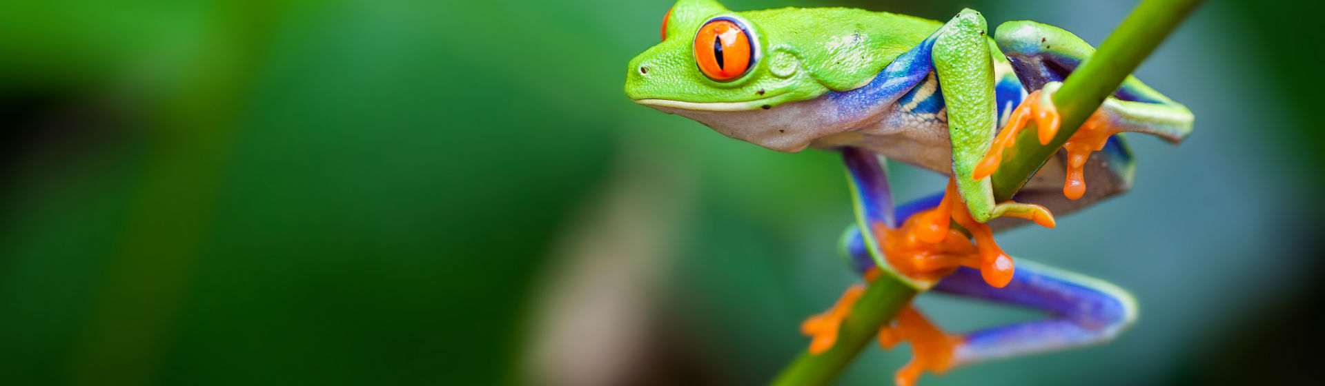Elige muy bien qué rana metes en casa (Foto: iStock)