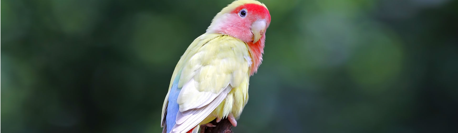 Hay varios tipos de agapornis (Foto: iStock)