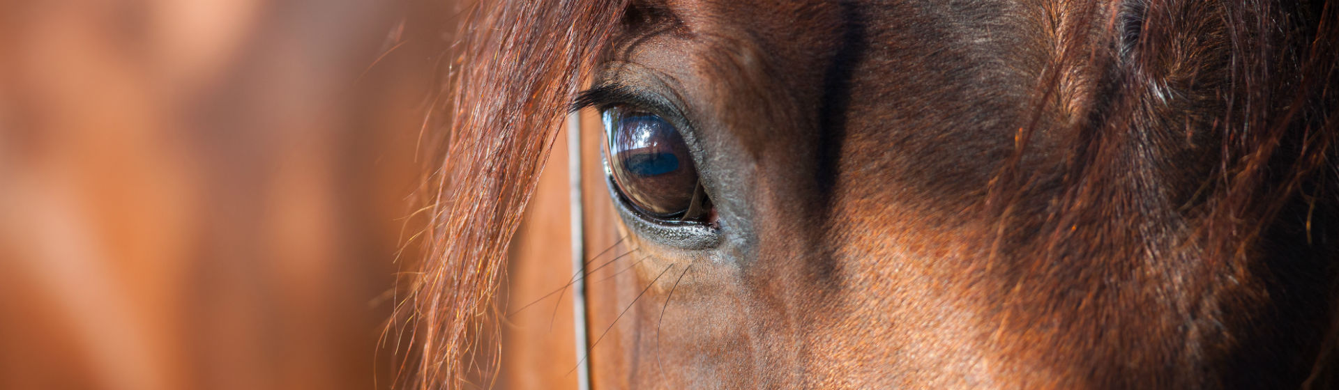 El caballo requiere productos especiales para su cuidado (Foto: iStock)