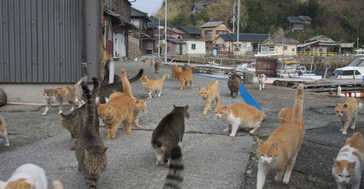 Aoshima es una pequeña isla de pescadores en la que viven 120 gatos y solo 20 personas (Foto: iStock)