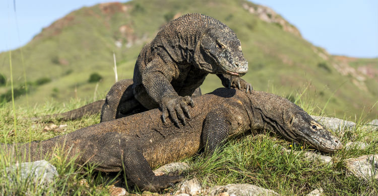 El dragón de komodo también tiene su lugar especial (Foto: iStock)