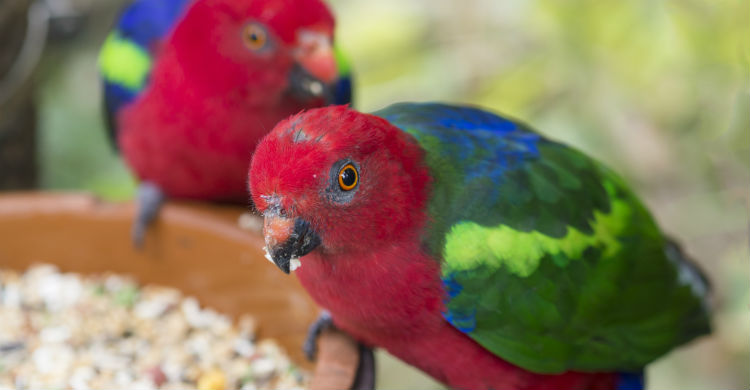 Es una de las aves más adoptadas en los últimos años (Foto: iStock)