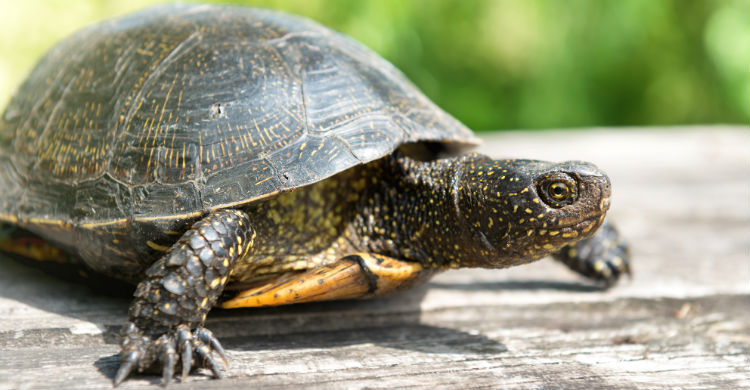 Es uno de los animales más antiguos de los que sobreviven en la actualidad (Foto: iStock)