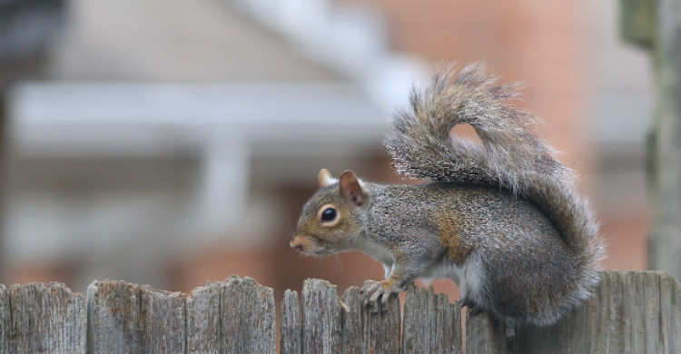 Las ardillas son animales asustadizos y debes tenerlo en cuenta (Foto: iStock)