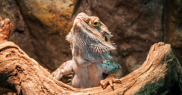 Prepara todo bien para la llegada de la iguana a casa (Foto: iStock)
