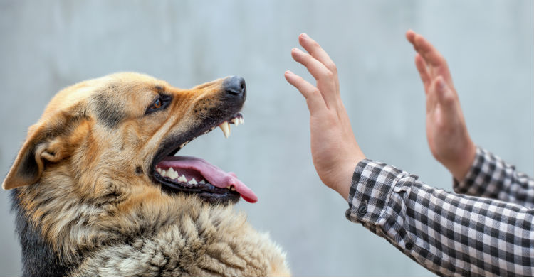 Al igual que en las personas, el sarro puede ser un enemigo para la salud del perro (Foto: iStock)