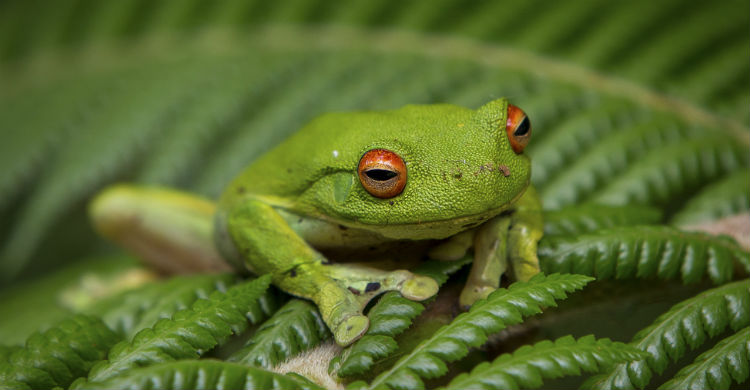 La rana arboricola verde es bella y de sencillo cuidado (Foto: iStock)