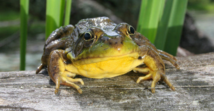 La rana toro es apta para tener en el hogar (Foto: iStock)