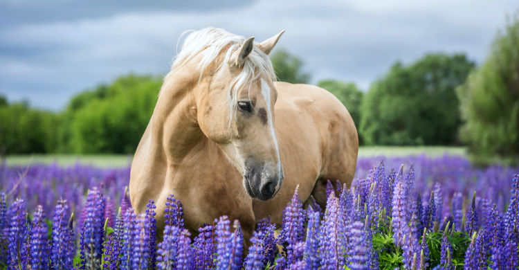 Cuidar el pelo del caballo es un reto tanto por estética como por salud (Foto: iStock)