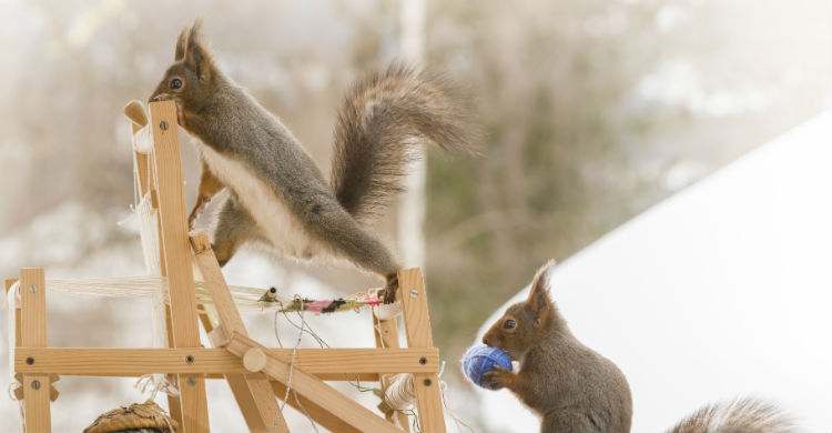 Son territoriales y solitarias, no lo olvides (Foto: iStock)