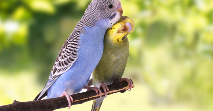 El tipo de especie marca diferencias de cuidado entre ellas El tipo de especie marca diferencias de cuidado entre ellas (Foto: iStock)(Foto: iStock)