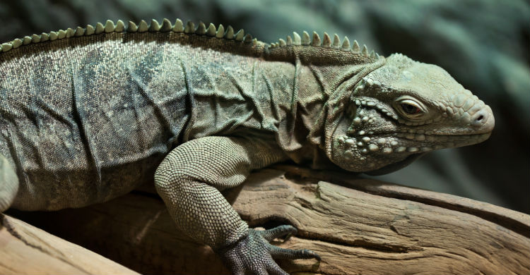 La alimentación y el ambiente en el que se muevan es fundamental para su cuidado (Foto: iStock)