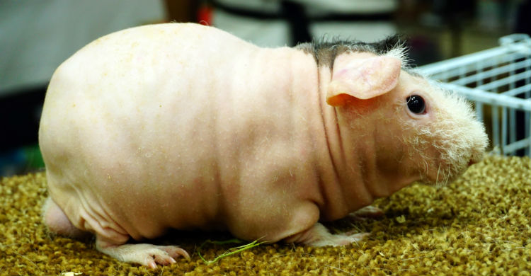 Solo su aspecto es lo que le diferencia principalmente de otras cobayas (Foto: iStock)