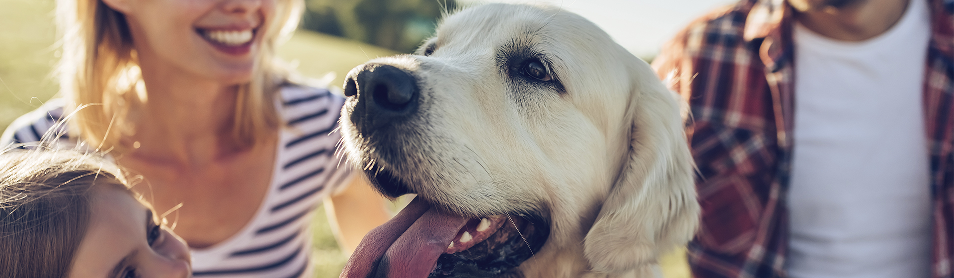 Descubre tu perro ideal (iStock)