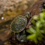 Tortuga (Foto: iStock)