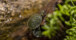 Tortuga (Foto: iStock)