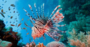 El pez león es muy venenoso (Foto: iStock)