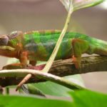 El camaleón (Foto: iStock)