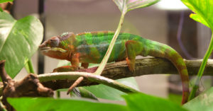 El camaleón (Foto: iStock)
