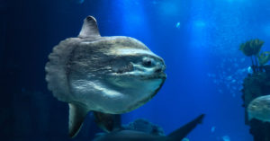 El pez luna es el pez óseo más grande del mundo (Foto: iStock)