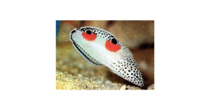 El Pez Wrasse tiene muchas especies diferentes (Foto: iStock)