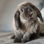 Conejo (Foto: iStock)