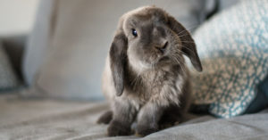 Conejo (Foto: iStock)