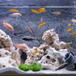 Peces (Foto: iStock)