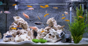 Peces (Foto: iStock)