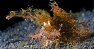 El pez escorpión Ambon es muy venenoso (Foto: iStock)