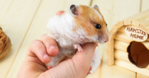 Hámster (Foto: iStock)