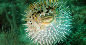 El pez globo también es muy venenoso (Foto: iStock)